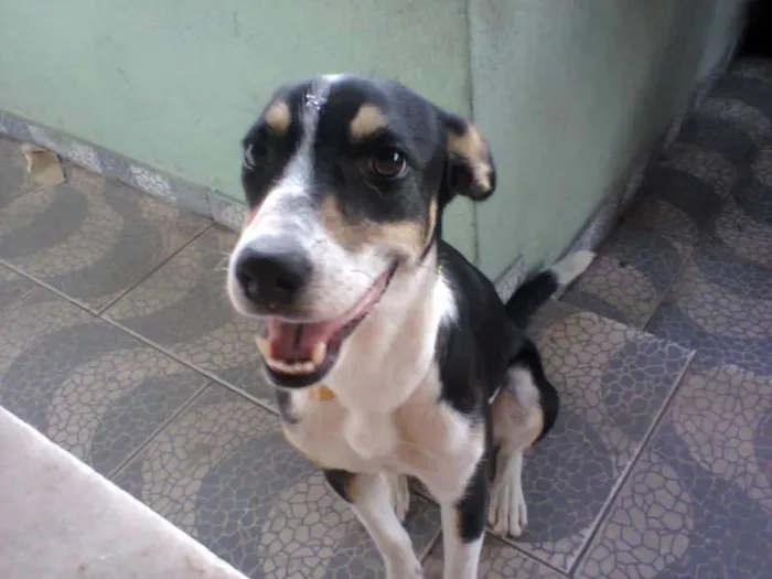 Cachorro raça SRD idade 1 ano nome Pipa