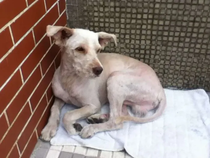 Cachorro ra a Vira Lata idade 7 a 11 meses nome desconhecido