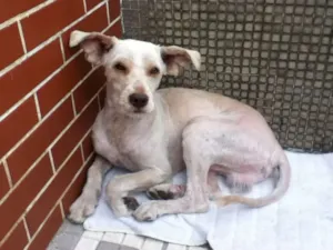 Cachorro raça Vira Lata idade 7 a 11 meses nome desconhecido