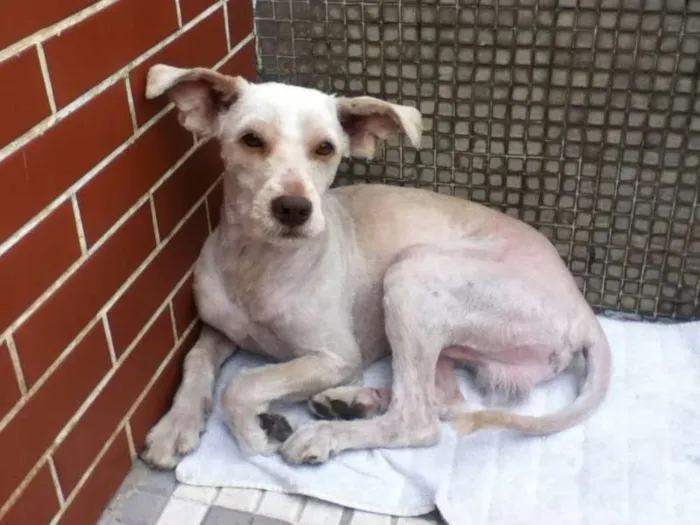 Cachorro ra a Vira Lata idade 7 a 11 meses nome desconhecido