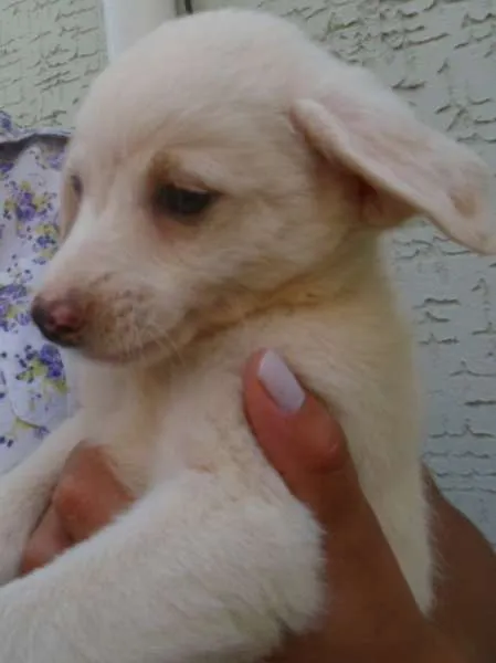 Cachorro ra a vira-lata idade Abaixo de 2 meses nome Laka