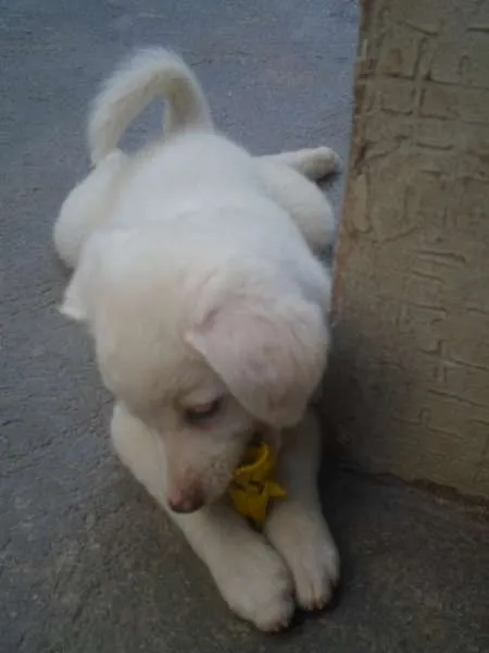 Cachorro ra a vira-lata idade Abaixo de 2 meses nome Laka
