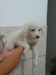 Laka