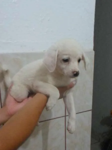 Cachorro ra a vira-lata idade Abaixo de 2 meses nome Laka