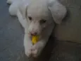 Laka