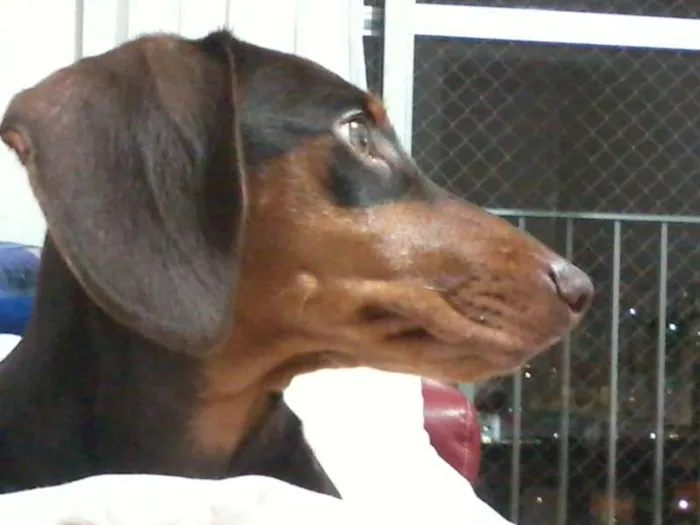 Cachorro ra a daschund idade 2 anos nome Messi