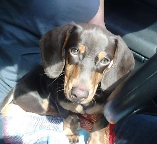 Cachorro ra a daschund idade 2 anos nome Messi