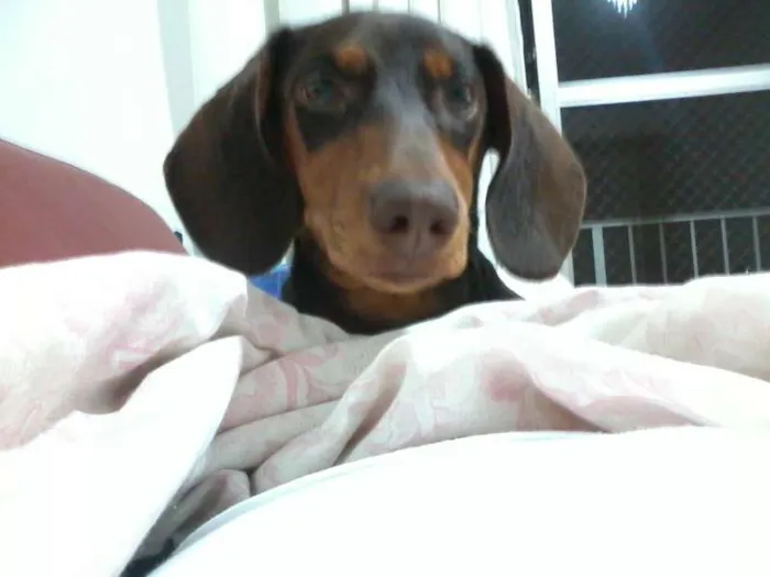 Cachorro ra a daschund idade 2 anos nome Messi