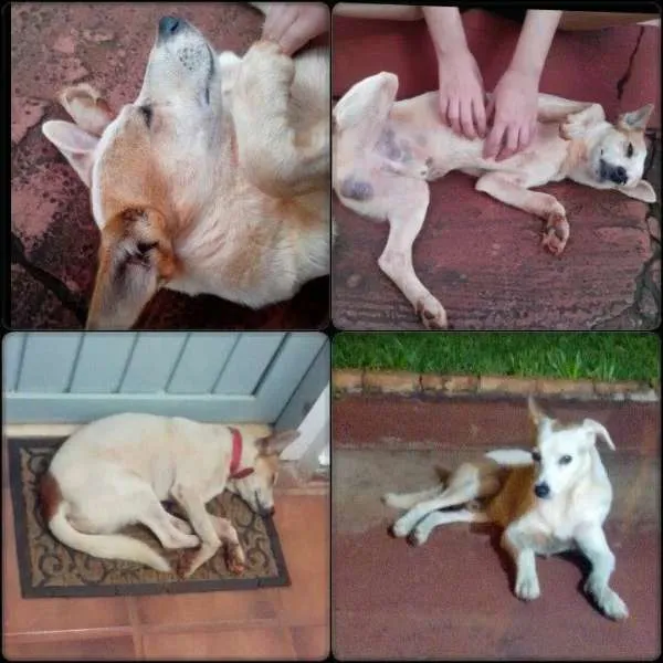 Cachorro ra a Desconhecida idade 5 anos nome Sem Nome
