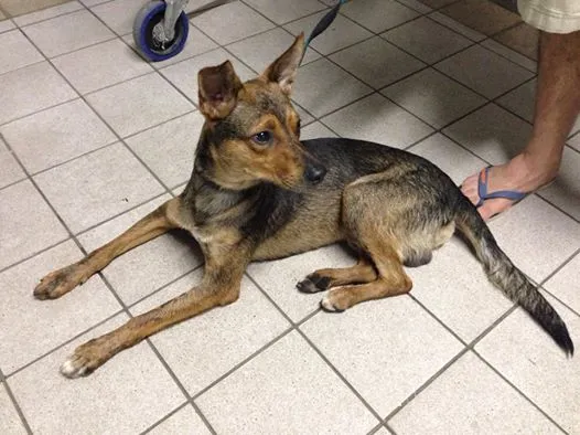 Cachorro ra a SRD idade 2 anos nome não sei