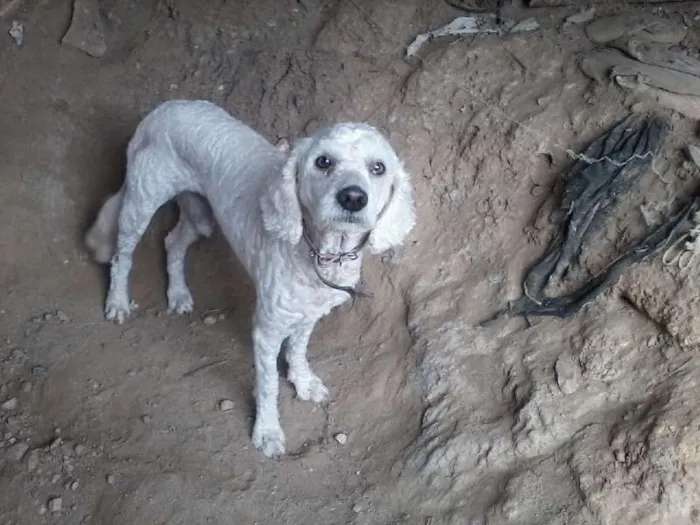 Cachorro ra a pudou idade 3 anos nome Pipoca Pereira