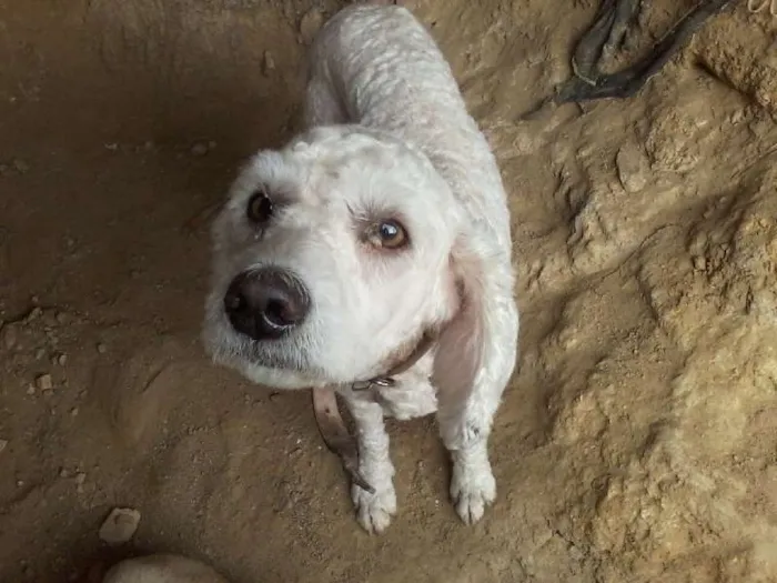 Cachorro ra a pudou idade 3 anos nome Pipoca Pereira