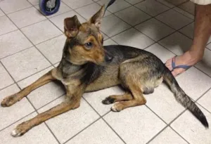 Cachorro raça SRD idade 2 anos nome não sei