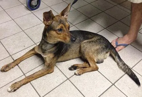 Cachorro ra a SRD idade 2 anos nome não sei
