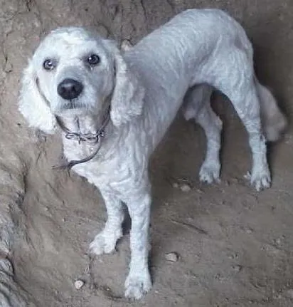 Cachorro ra a pudou idade 3 anos nome Pipoca Pereira