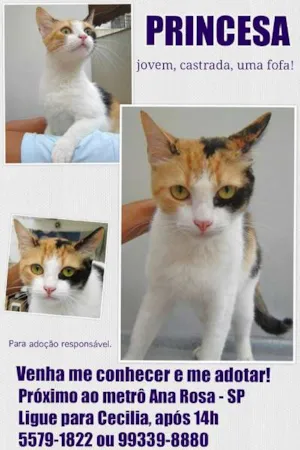 Gato raça srd idade 7 a 11 meses nome Princesa