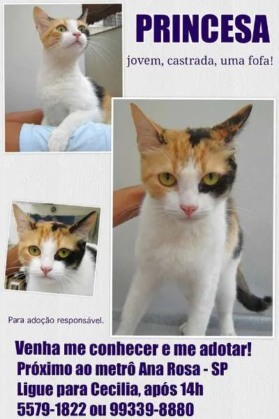 Gato ra a srd idade 7 a 11 meses nome Princesa