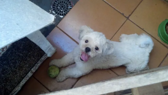 Cachorro ra a Lhasa Apso idade 2 anos nome TED