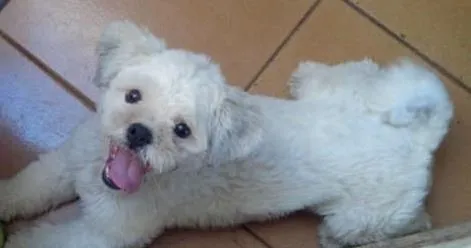 Cachorro ra a Lhasa Apso idade 2 anos nome TED