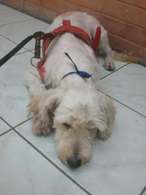 Cachorro raça Podlee idade 3 anos nome Boby