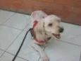 Boby
