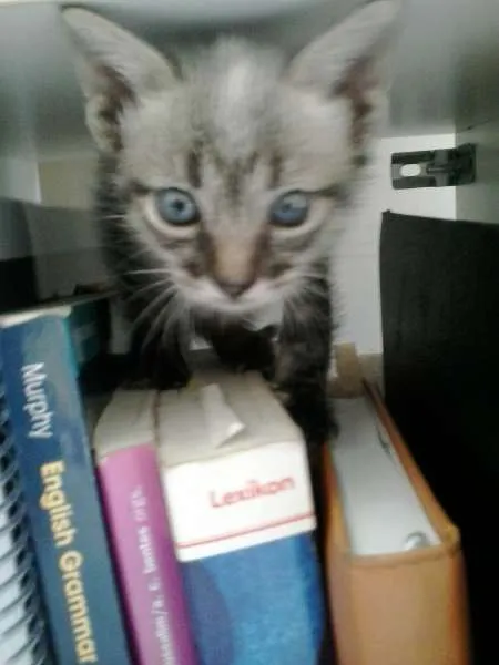 Gato ra a SRD idade Abaixo de 2 meses nome fifinhos da Dharma