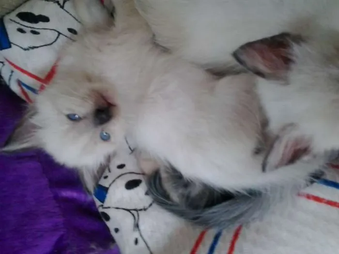 Gato ra a SRD idade Abaixo de 2 meses nome fifinhos da Dharma