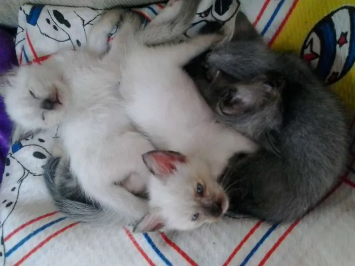 Gato ra a SRD idade Abaixo de 2 meses nome fifinhos da Dharma
