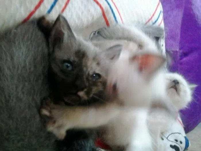 Gato ra a SRD idade Abaixo de 2 meses nome fifinhos da Dharma