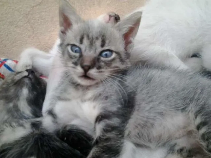 Gato ra a SRD idade Abaixo de 2 meses nome fifinhos da Dharma