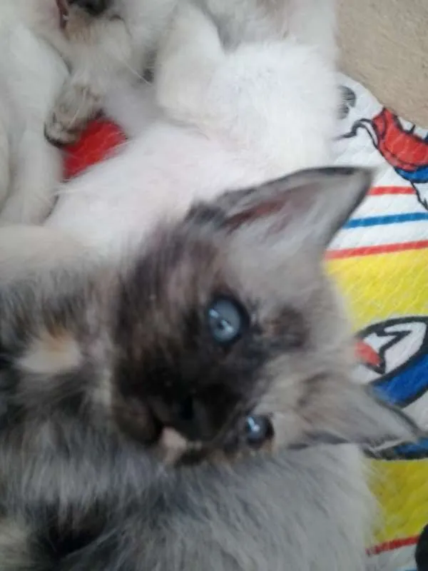 Gato ra a SRD idade Abaixo de 2 meses nome fifinhos da Dharma