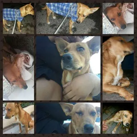 Cachorro ra a SRD idade 2 anos nome Zoreia