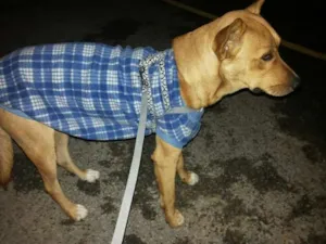 Cachorro raça SRD idade 2 anos nome Zoreia