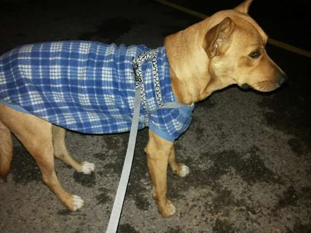 Cachorro ra a SRD idade 2 anos nome Zoreia
