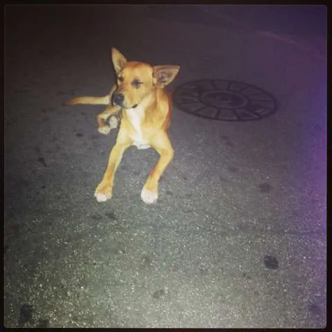 Cachorro ra a SRD idade 2 anos nome Zoreia