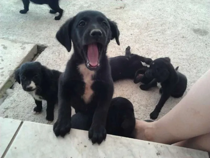 Cachorro ra a  Srd idade 2 a 6 meses nome sem nomes