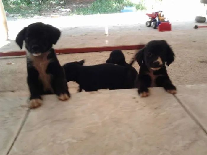 Cachorro ra a  Srd idade 2 a 6 meses nome sem nomes