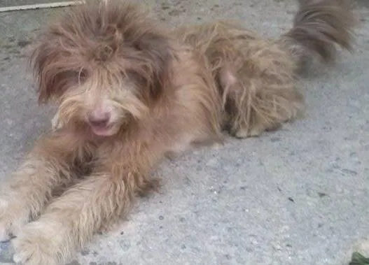 Cachorro raça poodle idade 1 ano nome iris