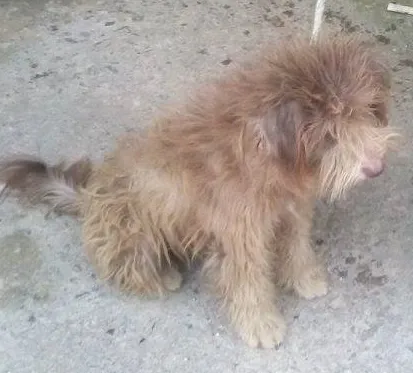 Cachorro raça poodle idade 1 ano nome iris