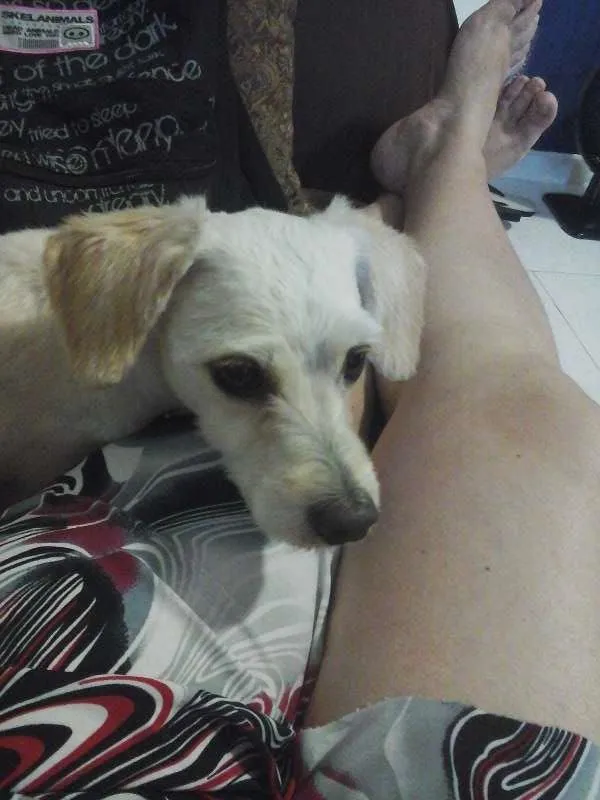 Cachorro ra a Poodle idade 6 ou mais anos nome Scott