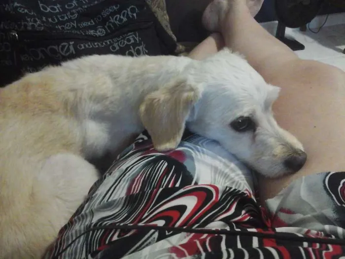 Cachorro ra a Poodle idade 6 ou mais anos nome Scott