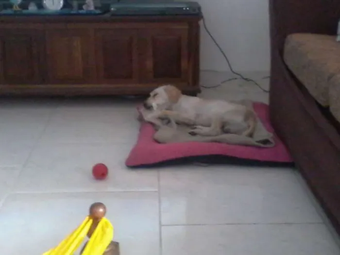 Cachorro ra a Poodle idade 6 ou mais anos nome Scott