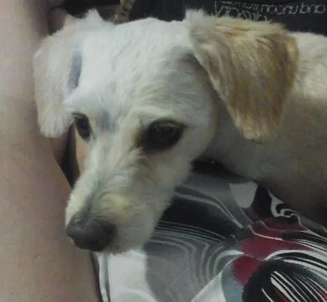 Cachorro ra a Poodle idade 6 ou mais anos nome Scott