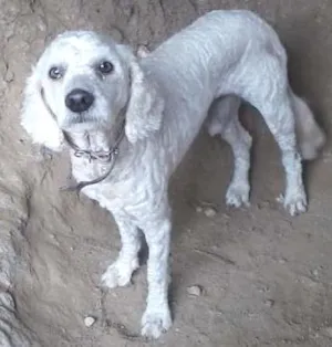 Cachorro raça pudou idade 3 anos nome Pipoca Pereira