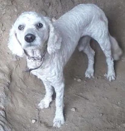 Cachorro ra a pudou idade 3 anos nome Pipoca Pereira