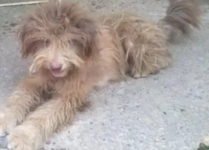 Cachorro raça poodle idade 1 ano nome iris