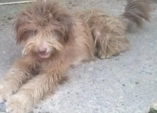 Cachorro raça poodle idade 1 ano nome iris