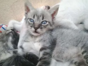 Gato raça SRD idade Abaixo de 2 meses nome fifinhos da Dharma