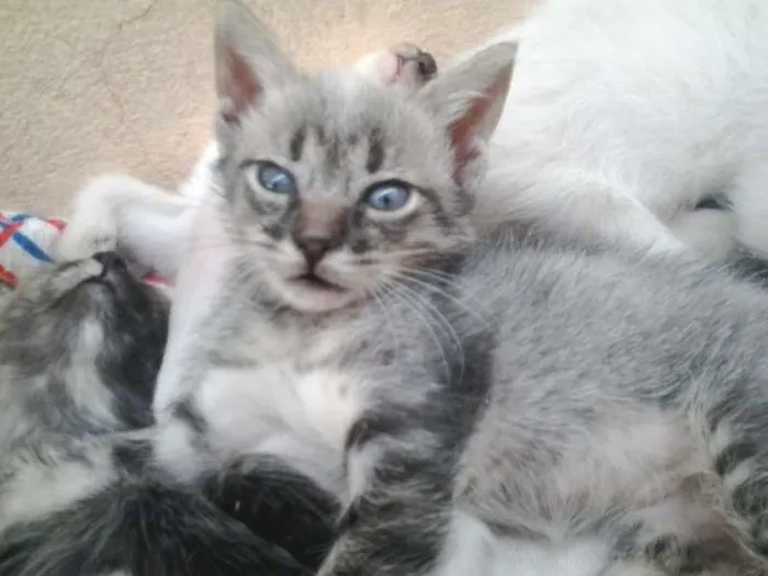 Gato ra a SRD idade Abaixo de 2 meses nome fifinhos da Dharma
