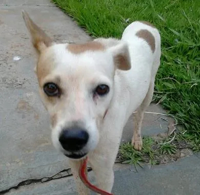 Cachorro ra a Desconhecida idade 5 anos nome Sem Nome